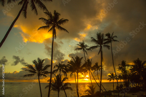 Palm trees in a sunrise on the north shore near the town of Panaluu on the island of Oahu  Hawaii.