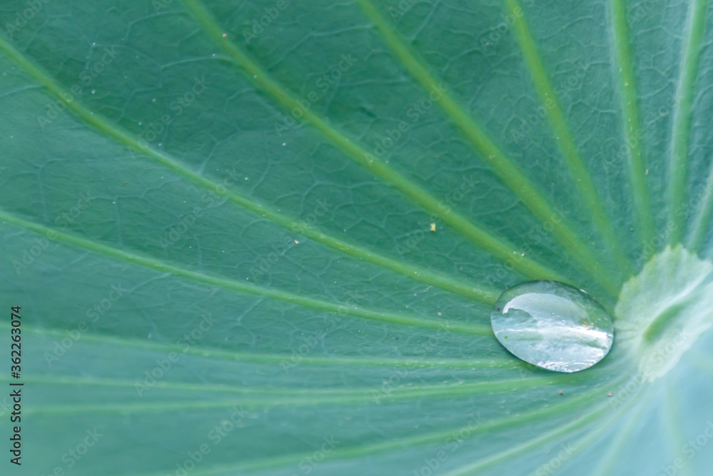 水玉 マクロ 蓮の葉 千栗土居公園 佐賀県みやき町
Water drop Macro
Lotus leaf Chirikudoi Park Saga-ken Miyaki town 水玉 マクロ 蓮の葉 千栗土居公園 佐賀県みやき町
Water drop Macro
Lotus leaf Chirikudoi Park Saga-ken Miyaki town