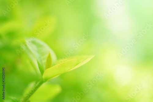 Closeup of Nature view of green leaves that have been eaten by a worm on blurred greenery background in forest. Leave space for letters, Focus on leaf and shallow depth of field.