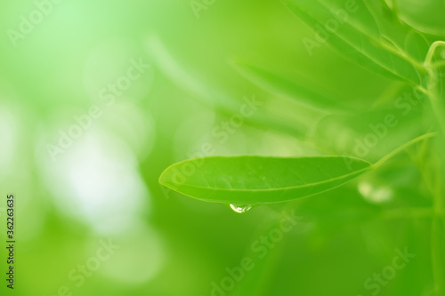 Closeup of Nature view of green leaves on blurred greenery background in forest. Focus on leaf and shallow depth of field.