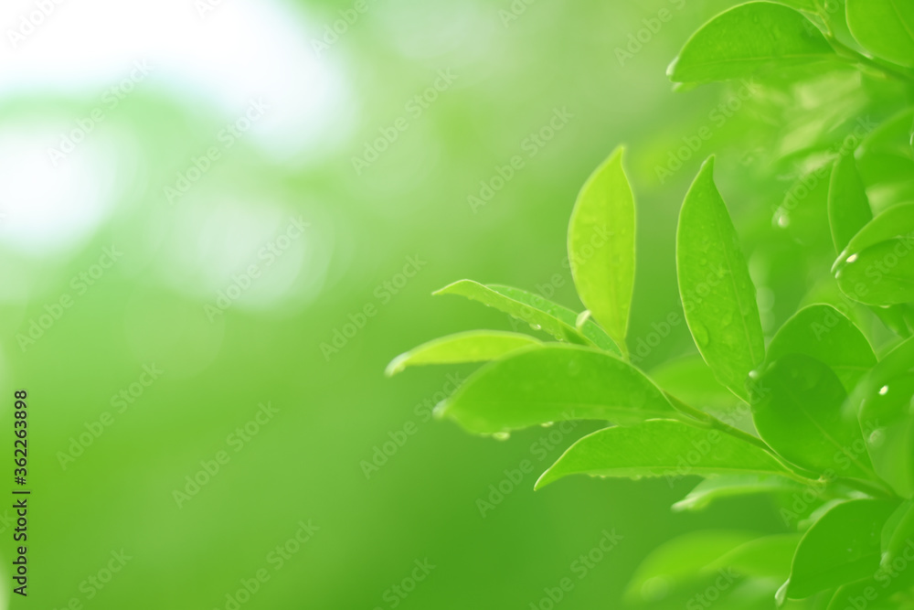 Closeup of Nature view of green leaves that have been eaten by a worm on blurred greenery background in forest. Leave space for letters, Focus on leaf and shallow depth of field. Closeup of Nature view of green leaves that have been eaten by a worm on blurred greenery background in forest. Leave space for letters, Focus on leaf and shallow depth of field.