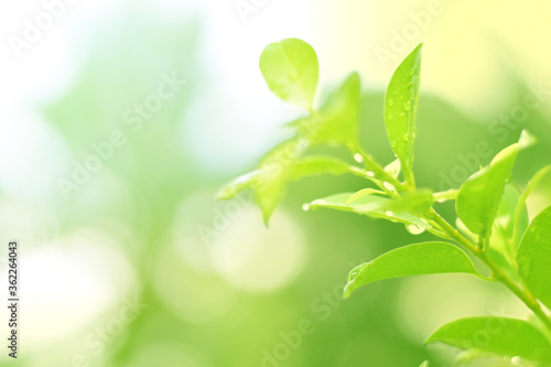 Closeup of Nature view of green leaves that have been eaten by a worm on blurred greenery background in forest. Leave space for letters, Focus on leaf and shallow depth of field.