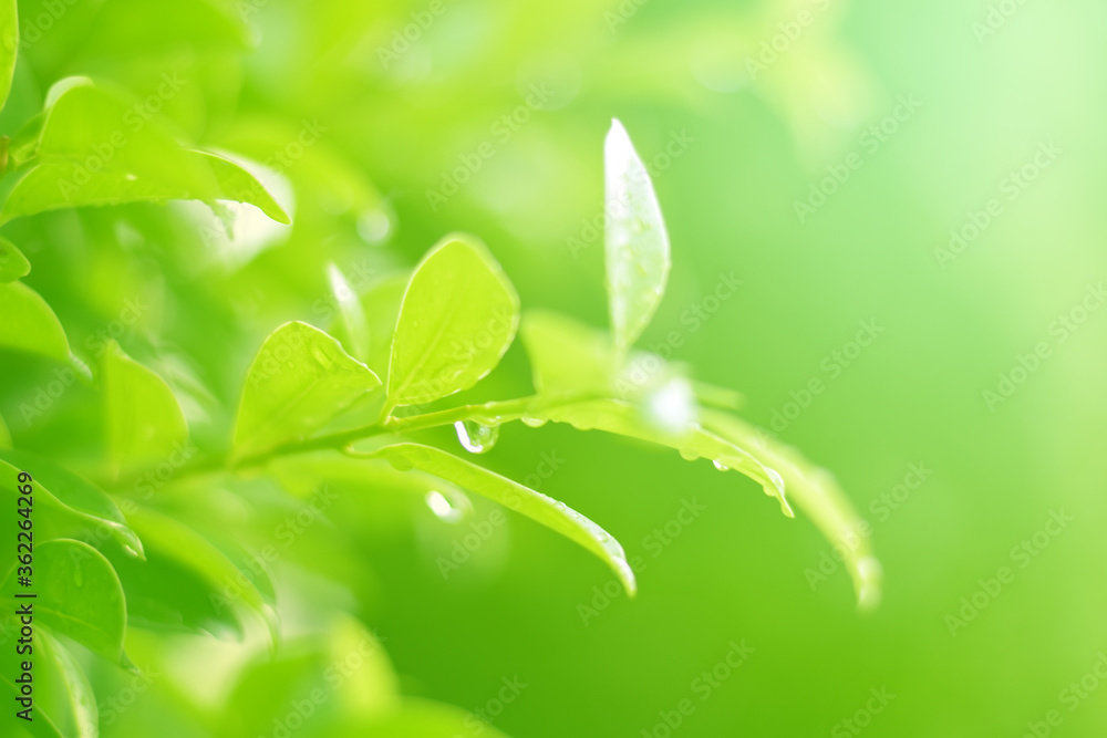 Closeup of Nature view of green leaves on blurred greenery background in forest. Focus on leaf and shallow depth of field. Closeup of Nature view of green leaves on blurred greenery background in forest. Focus on leaf and shallow depth of field.