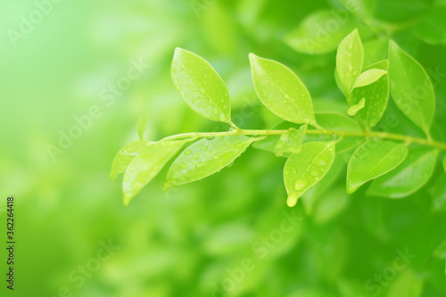Closeup of Nature view of green leaves that have been eaten by a worm on blurred greenery background in forest. Leave space for letters  Focus on leaf and shallow depth of field.