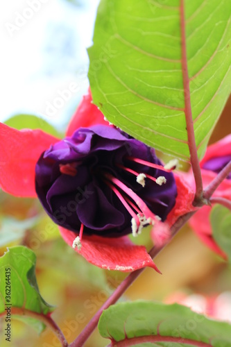 purple and pink flower
