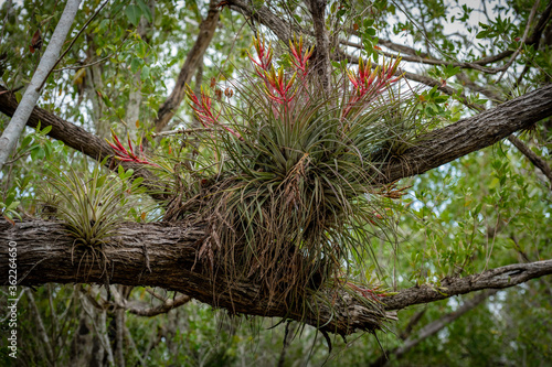 Slika na platnu Close Up of Blooming Bromeliads in Tree Branch