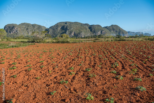 Plantación de yuca en el Valle de Viñales Cuba