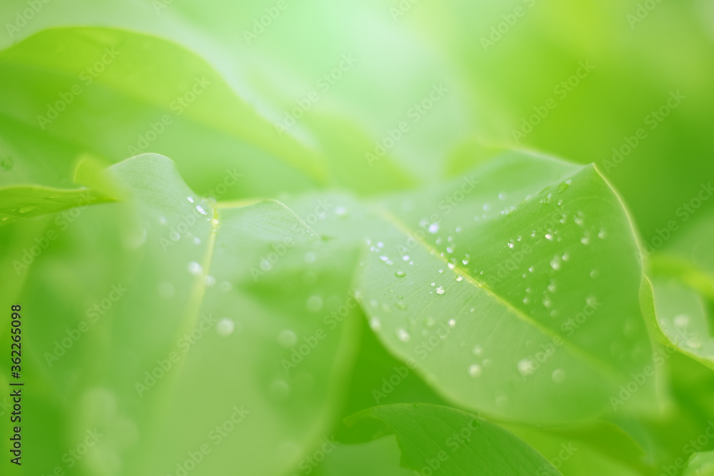 Fototapeta premium Closeup of Nature view of green leaves that have been eaten by a worm on blurred greenery background in forest. Leave space for letters, Focus on leaf and shallow depth of field.