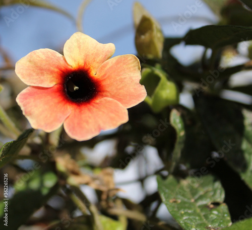 red flower in the garden