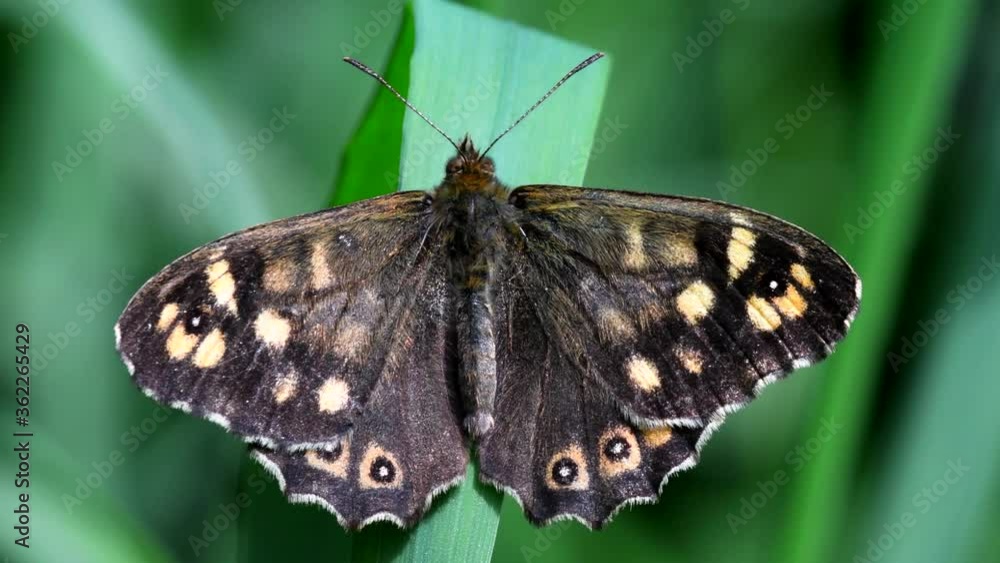 Close Up movie of Speckled Wood on a leaf. His Latin name is Pararge aegeria. Close Up movie of Speckled Wood on a leaf. His Latin name is Pararge aegeria.