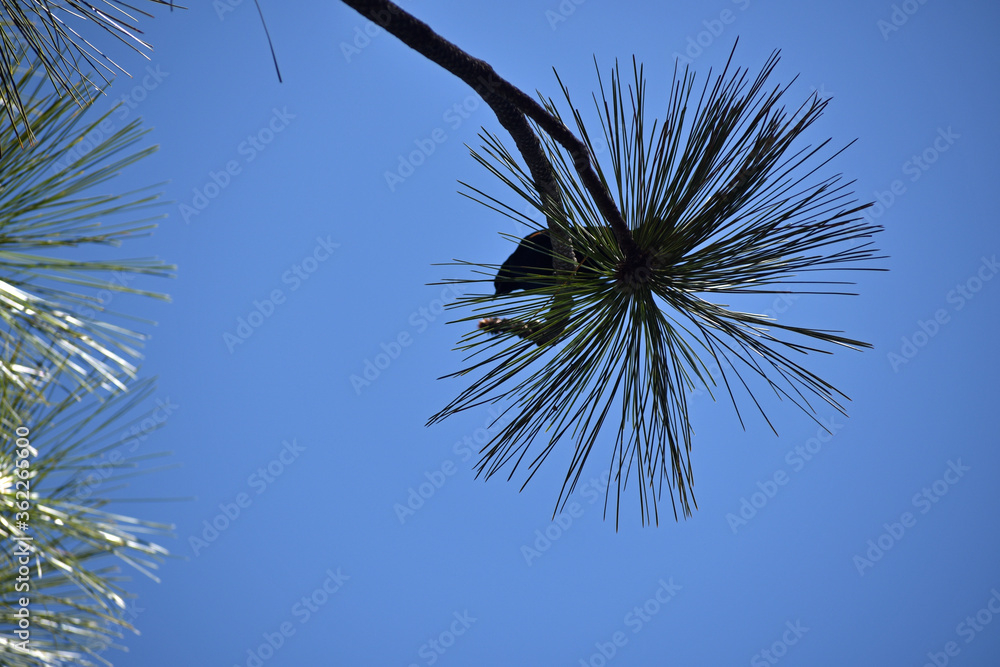 Fototapeta premium Pine Tree Bough