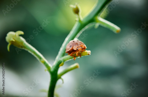 Close-up view of a ladybird on plant