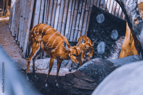 a couple of deer in winter