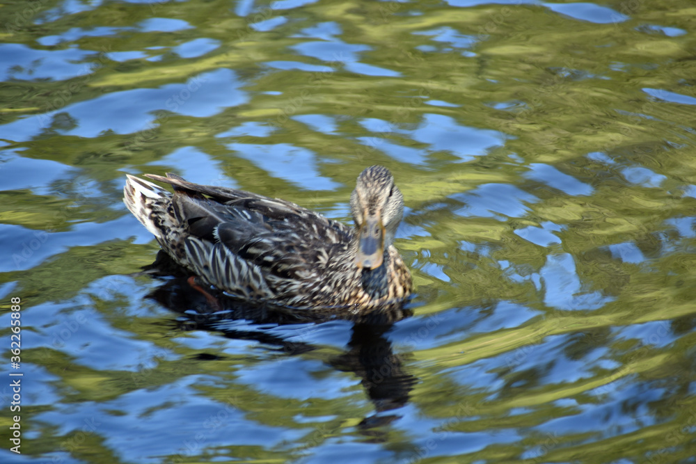Mallard Duck Mallard Duck