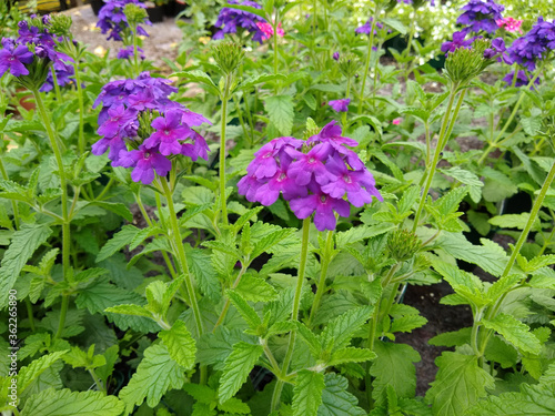 Verbena 'Endurascape Dark Purple' photo