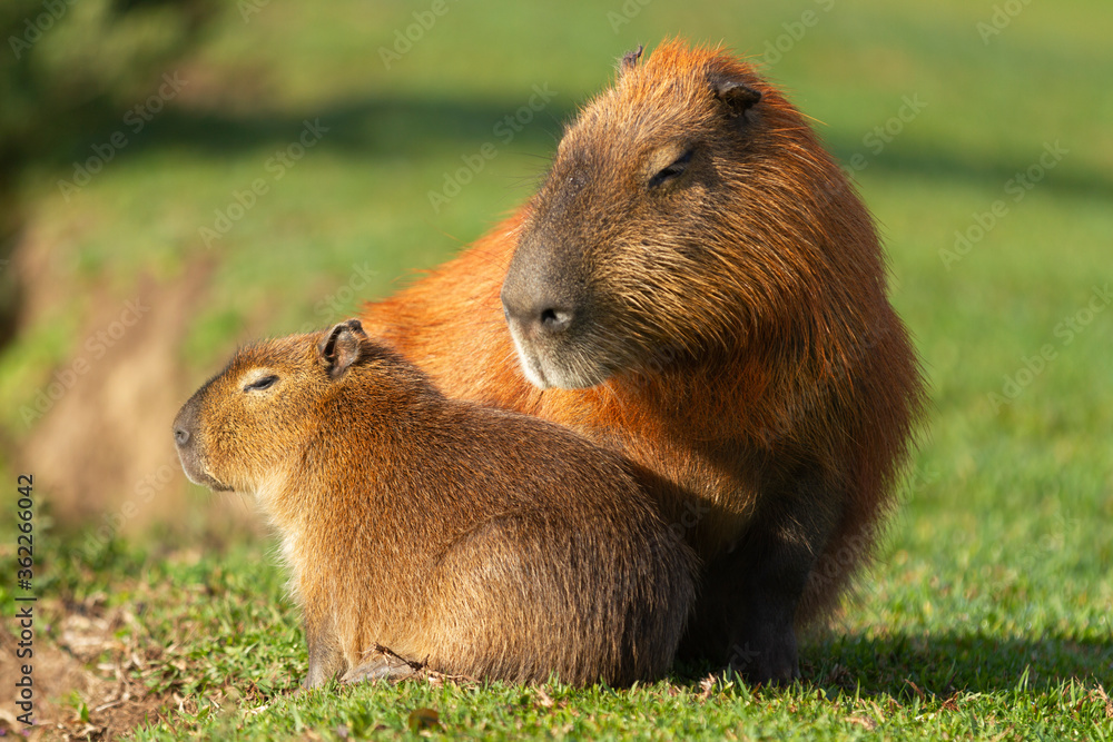 Capybaras basking in the sun. Capybaras basking in the sun.