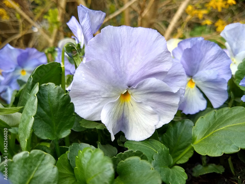 Photography Viola 'Andy Pandy'