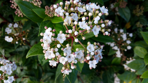 Εκτύπωση καμβά Viburnum tinus 'Eve Price'