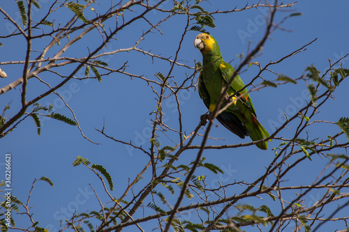 Amazonian parrot in the trees of the Caribbean