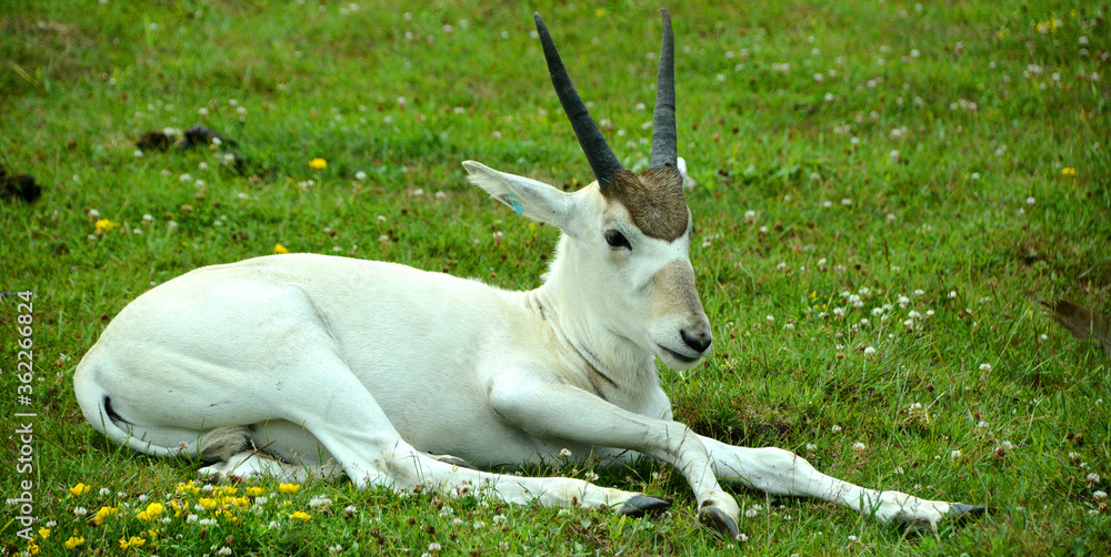 Addax, also known as the white antelope and the screwhorn antelope, is