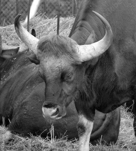 The gaur or Indian bison, is the largest extant bovine, native to South Asia and Southeast Asia. It has been listed as Vulnerable on the IUCN Red List since 1986. photo