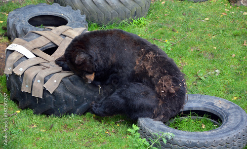 The American black bear  is a medium-sized bear native to North America. photo