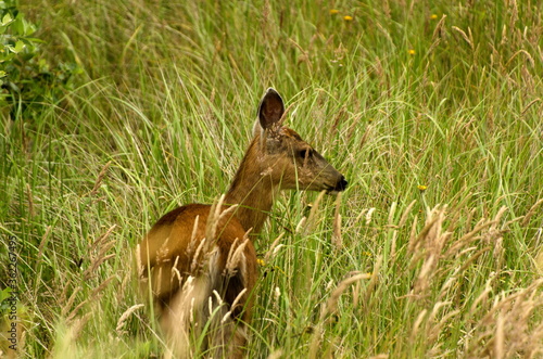 Deer grazing in grass near boardwalk