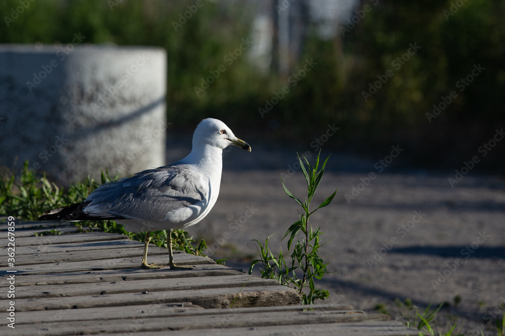 custom made wallpaper toronto digitalseagull on a wooden deck