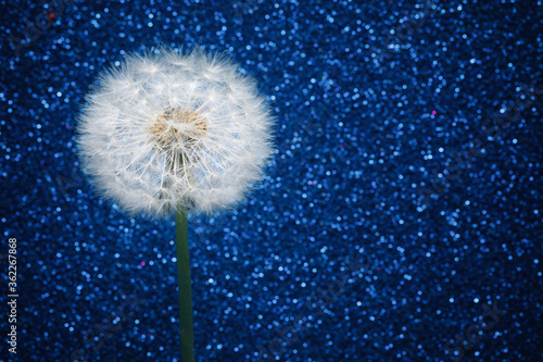 Fototapeta Naklejka Na Ścianę i Meble -  dandelion flower on blue glitter background
