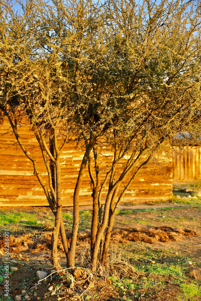 Naklejka premium Espino al atardecer