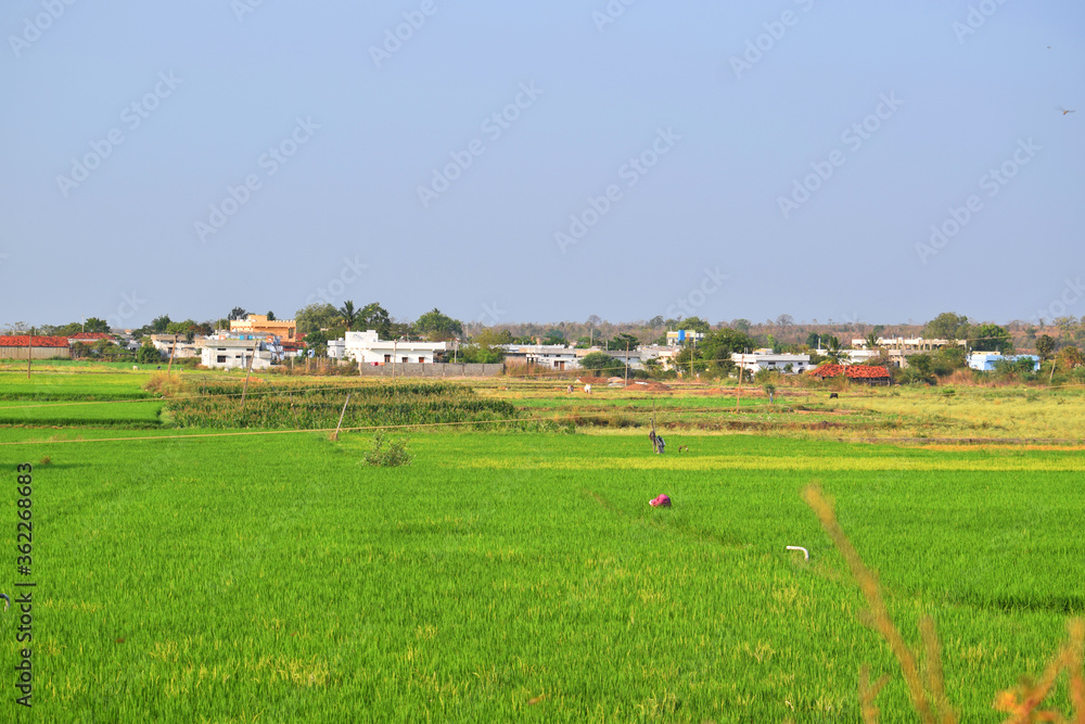 beautiful houses of indian village with high agriculture