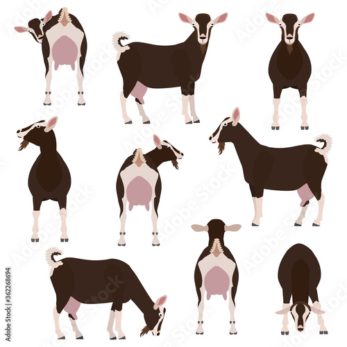 Stampa su tela goat various pose set