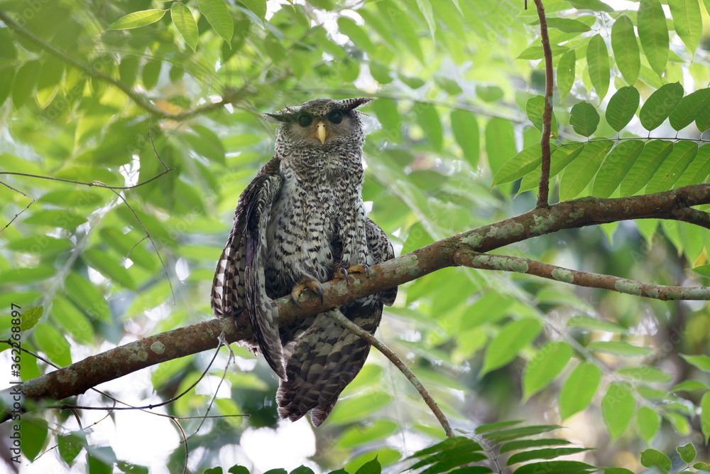 Obraz premium Beautiful subacute Spot-bellied eagle-owl, high angle view, front shot, sitting and dressed upon the branch in tropical forest, national park in lower central of Thailand.
