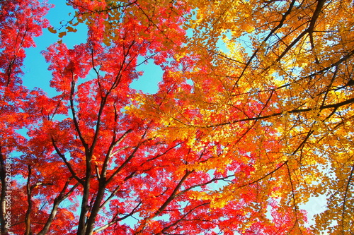 赤く色づいたモミジと黄色く色づいたイチョウ