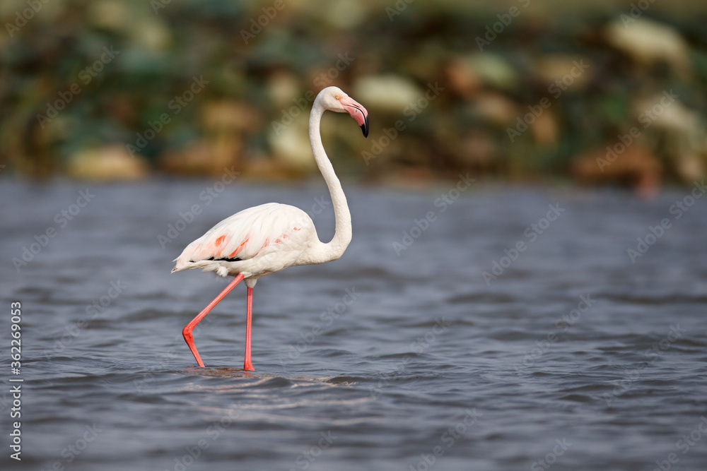 Beautiful bird, Greater Flamingo, low angle view, side shot, in the morning foraging with another water birds in nature at the middle of biggest swamp, non-hunting area in northern Thailand.