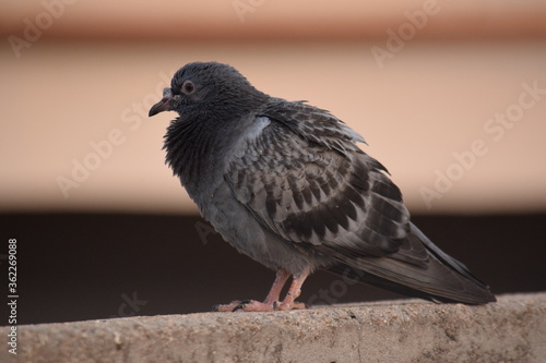 relaxing grey color pigeon on the wall