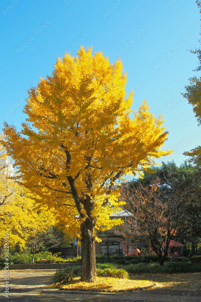 Naklejka premium 黄色く色づいたイチョウ 