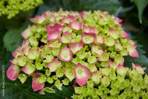 Hydrangea at Glover Garden, Nagasaki, Japan photo