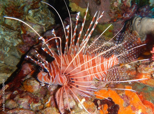 Close up portrait of a Ragged finned firefish (lionfish) 
