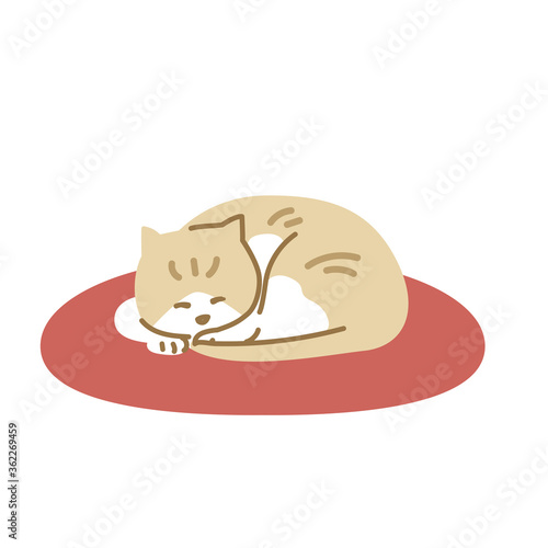 丸まって寝るネコ