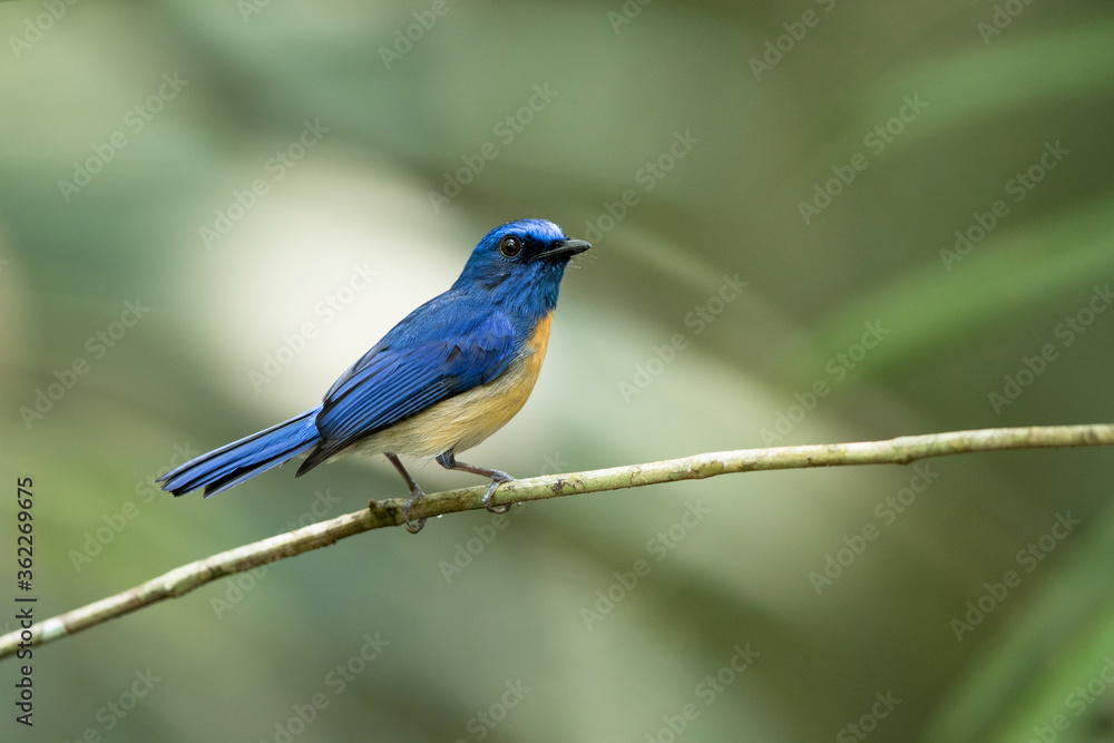 Beautiful bird, adult male Malaysian blue flycatcher, high angle view, side shot, perching on the branch in the morning in nature of tropical moist rainforest, the national park in southern Thailand. Beautiful bird, adult male Malaysian blue flycatcher, high angle view, side shot, perching on the branch in the morning in nature of tropical moist rainforest, the national park in southern Thailand.