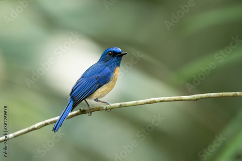 Beautiful bird, adult male Malaysian blue flycatcher, high angle view, side shot, perching on the branch in the morning in nature of tropical moist rainforest, the national park in southern Thailand.