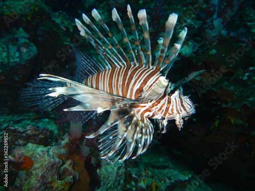 Red Lionfish (Firefish) in full view