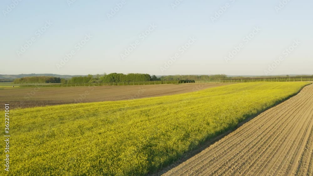 Aerial drone shot over yellow rapeseed fields. Golden hour in the warm summer rural landscape. Wide shot at start then low flyover close up in canola. Aerial drone shot over yellow rapeseed fields. Golden hour in the warm summer rural landscape. Wide shot at start then low flyover close up in canola.