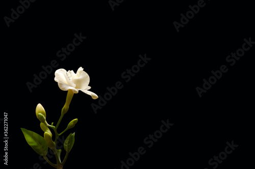 common jasmine, white flower isolated on black background