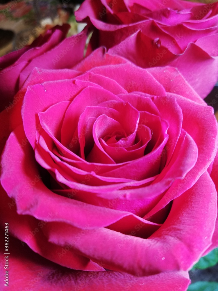 pink rose close up pink rose close up