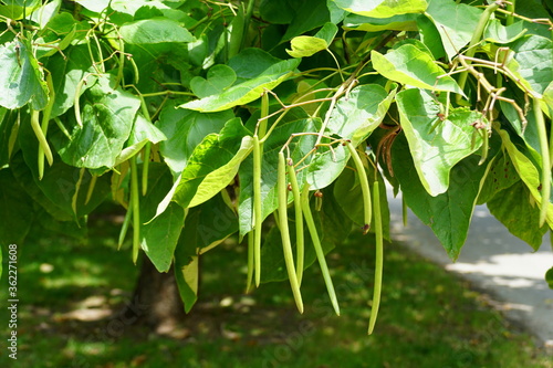 фотографія Northern catalpa, a tree with fruits resemblance green beans