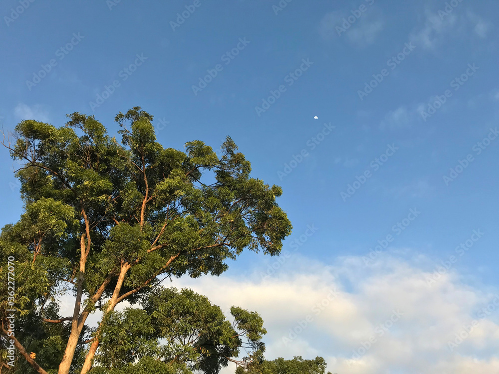 Obraz premium Blue Sky with the beautiful Australian forest showing large gum trees and shrubs