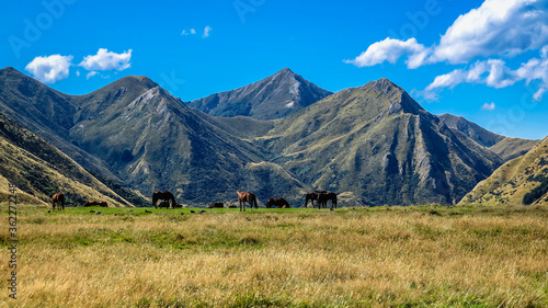Stunning North View from Moke Lake Loop Track, Moke Lake, Otago, South Island, New Zealand