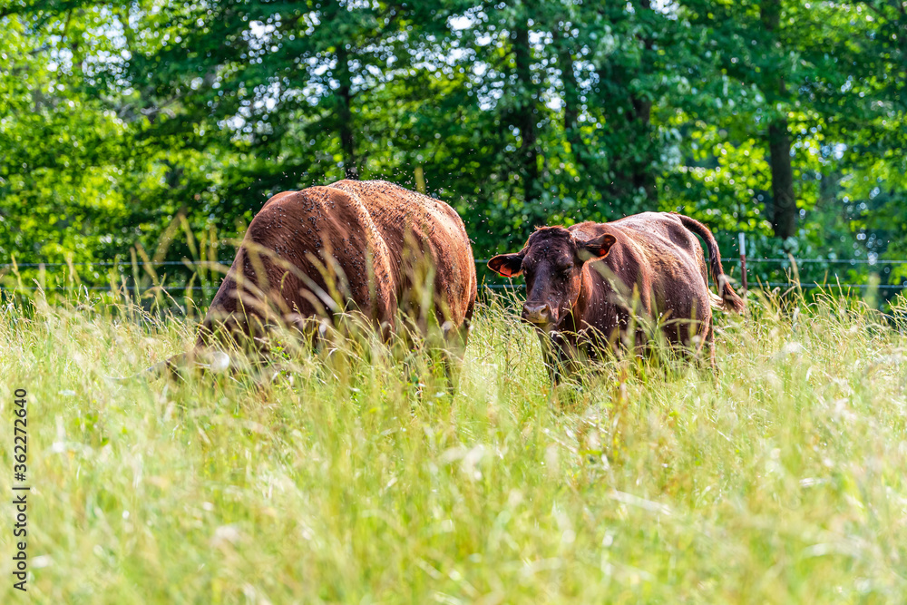 Two cows in green Tennessee farm field grazing on grass and many flies around and trees background shallow depth of field foreground